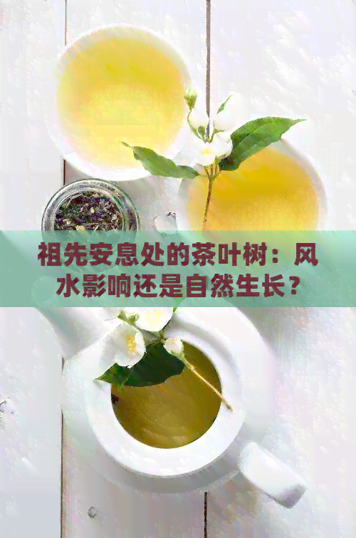 祖先安息处的茶叶树：风水影响还是自然生长？