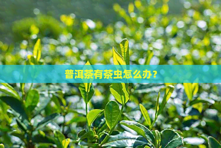 普洱茶有茶虫怎么办？