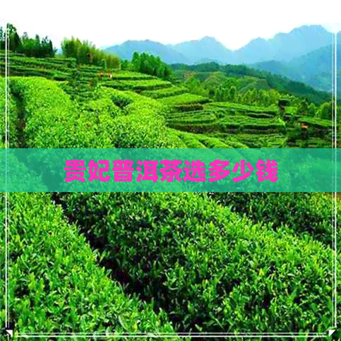 贵妃普洱茶选多少钱