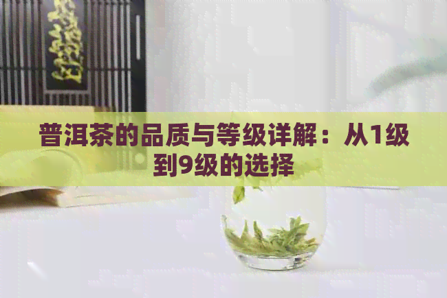 普洱茶的品质与等级详解：从1级到9级的选择