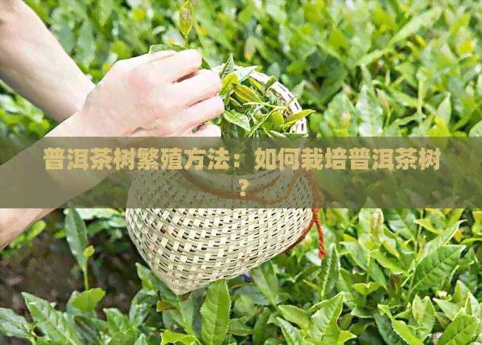 普洱茶树繁殖方法：如何栽培普洱茶树？