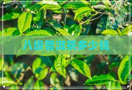 八级普洱茶多少钱