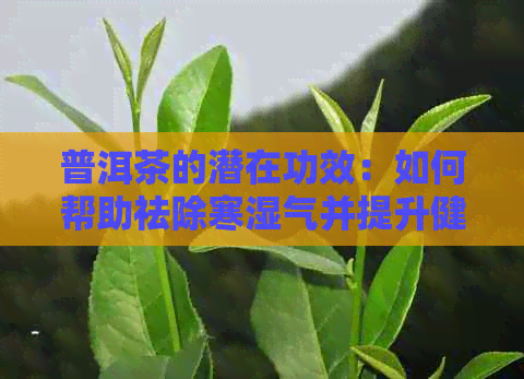 普洱茶的潜在功效：如何帮助祛除寒湿气并提升健水平