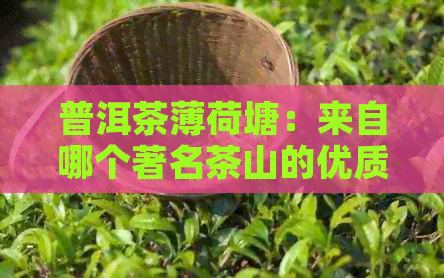 普洱茶薄荷塘：来自哪个著名茶山的优质茶叶？