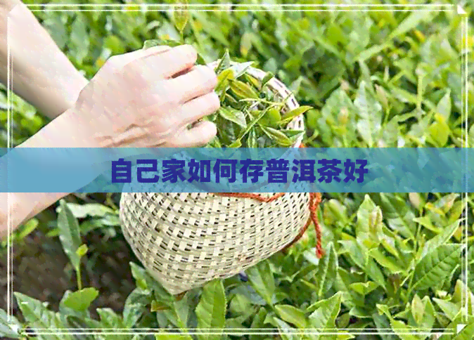 自己家如何存普洱茶好