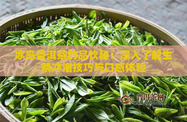 冰岛普洱茶的品饮秘：深入了解生茶冲泡技巧与口感体验