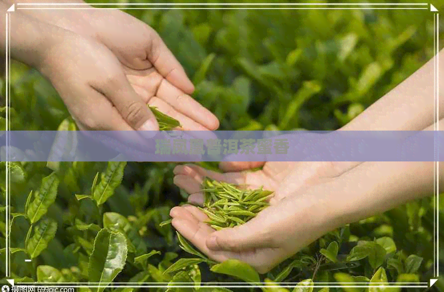 瑞凤凰普洱茶蜜香