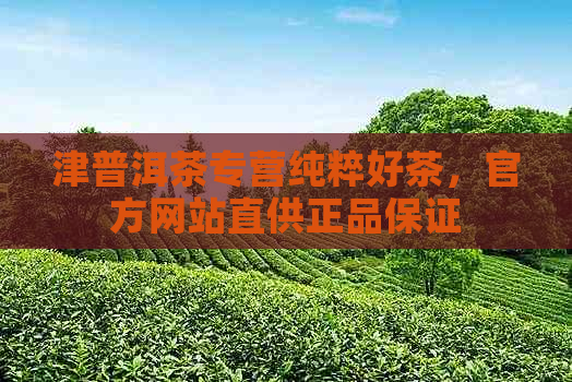 津普洱茶专营纯粹好茶，官方网站直供正品保证