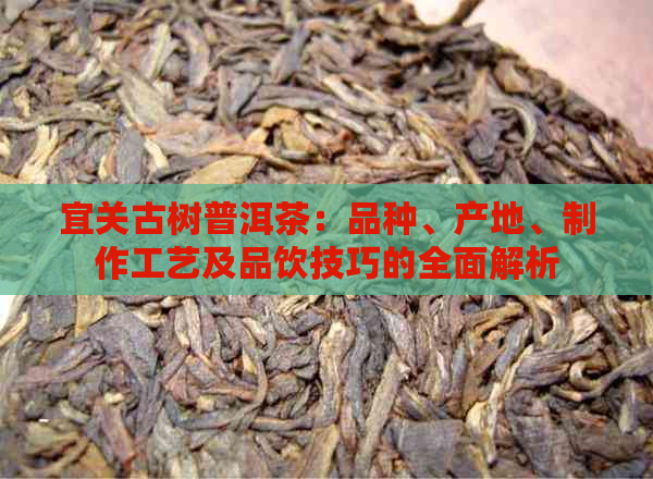 宜关古树普洱茶：品种、产地、制作工艺及品饮技巧的全面解析