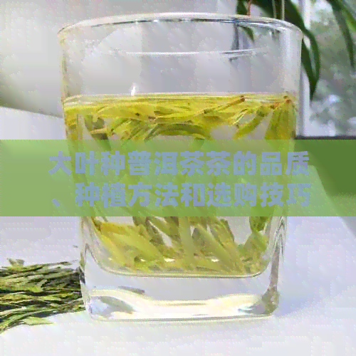 大叶种普洱茶茶的品质、种植方法和选购技巧，全面解答您的疑问