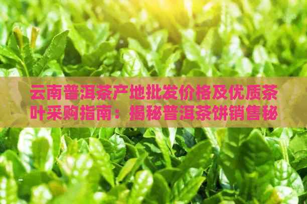 云南普洱茶产地批发价格及优质茶叶采购指南：揭秘普洱茶饼销售秘