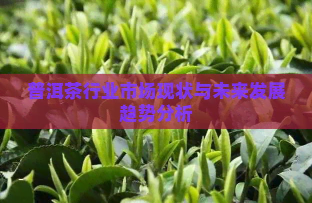 普洱茶行业市场现状与未来发展趋势分析