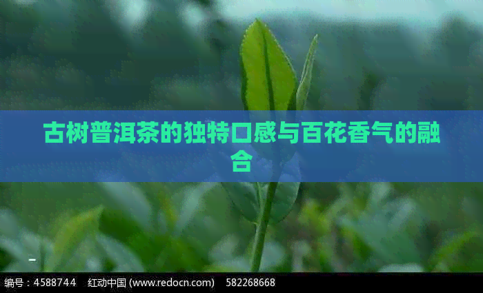 古树普洱茶的独特口感与百花香气的融合