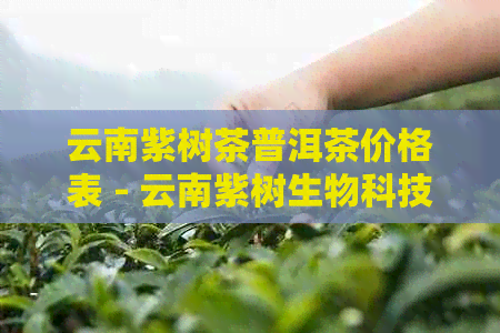 云南紫树茶普洱茶价格表 - 云南紫树生物科技