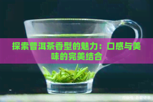 探索普洱茶香型的魅力：口感与美味的完美结合