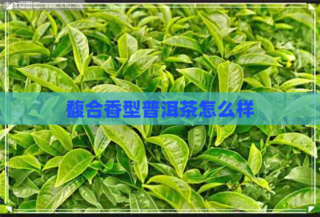 馥合香型普洱茶怎么样