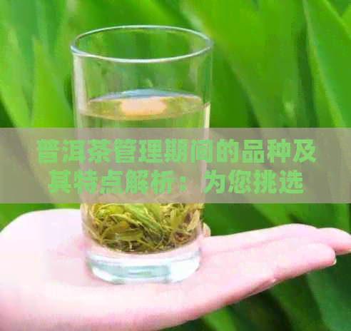 普洱茶管理期间的品种及其特点解析：为您挑选最适合的管理期普洱茶