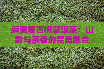 麻栗坡古树普洱茶：山韵与茶香的完美融合