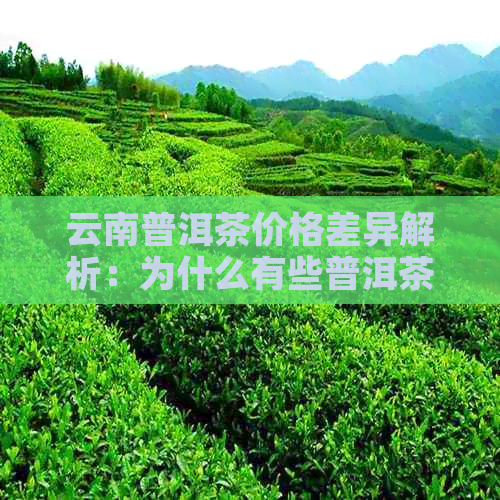 云南普洱茶价格差异解析：为什么有些普洱茶更贵？