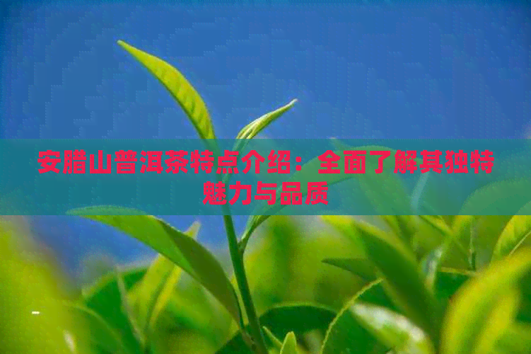 安腊山普洱茶特点介绍：全面了解其独特魅力与品质