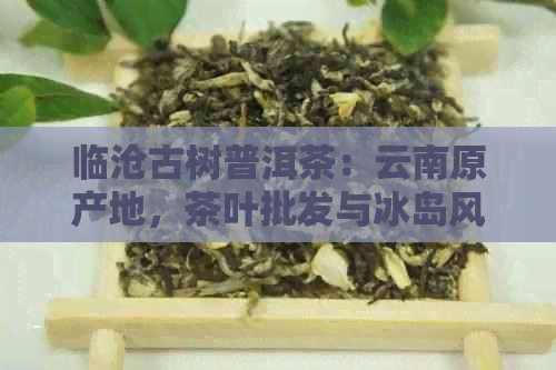 临沧古树普洱茶：云南原产地，茶叶批发与冰岛风味的完美融合