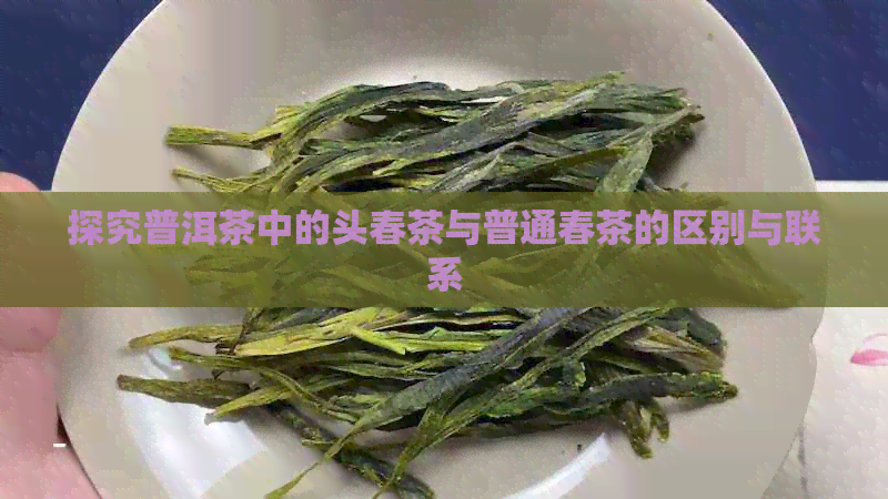 探究普洱茶中的头春茶与普通春茶的区别与联系