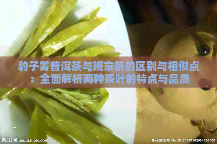 豹子箐普洱茶与班章茶的区别与相似点：全面解析两种茶叶的特点与品质