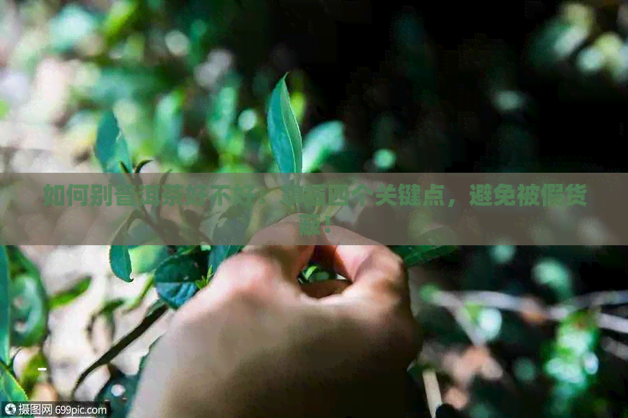 如何别普洱茶好不好：掌握四个关键点，避免被假货蔽！