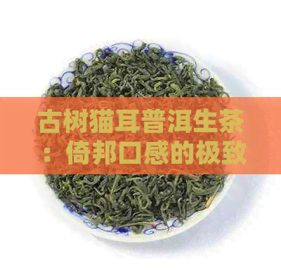 古树猫耳普洱生茶：倚邦口感的极致体验