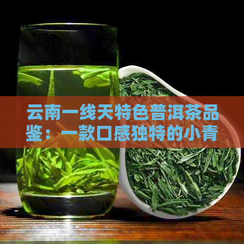 云南一线天特色普洱茶品鉴：一款口感独特的小青茶