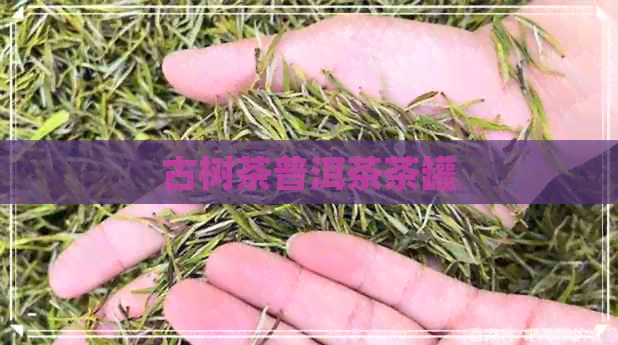 古树茶普洱茶茶罐