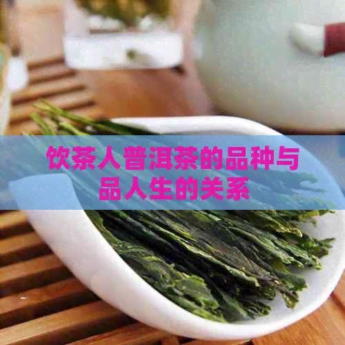 饮茶人普洱茶的品种与品人生的关系