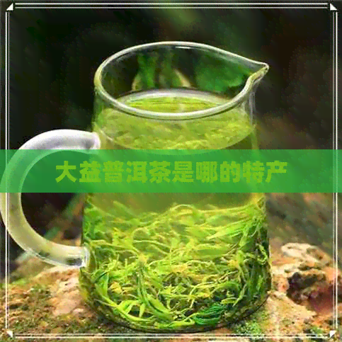 大益普洱茶是哪的特产