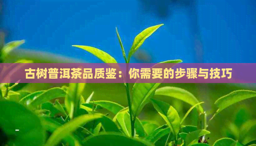 古树普洱茶品质鉴：你需要的步骤与技巧