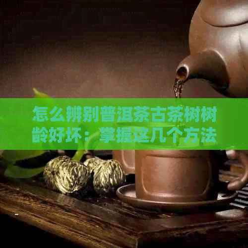 怎么辨别普洱茶古茶树树龄好坏：掌握这几个方法，轻松鉴别！