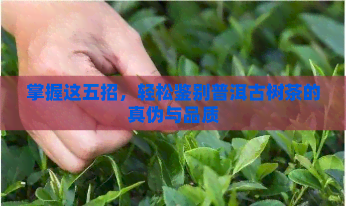 掌握这五招，轻松鉴别普洱古树茶的真伪与品质