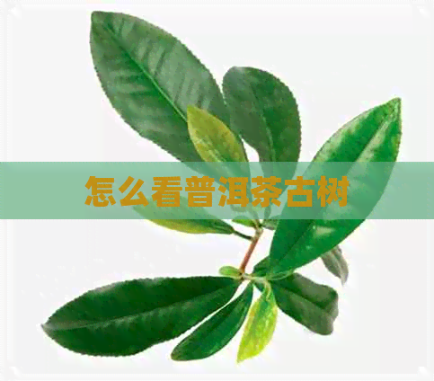 怎么看普洱茶古树