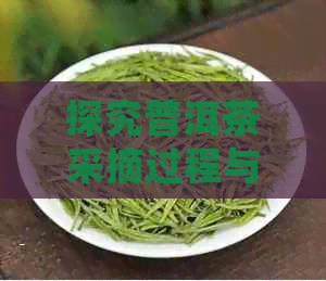 探究普洱茶采摘过程与质量要求：三叶茶叶的详细解读