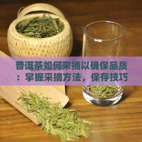 普洱茶如何采摘以确保品质：掌握采摘方法，保存技巧，以及注意事项。