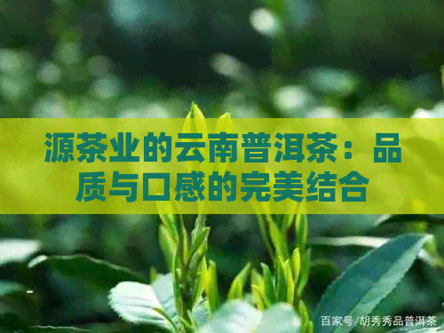 源茶业的云南普洱茶：品质与口感的完美结合