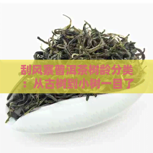 刮风寨普洱茶树龄分类：从古树到小树一目了然，助您挑选优质茶叶