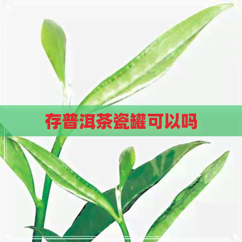 存普洱茶瓷罐可以吗