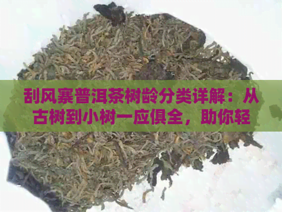 刮风寨普洱茶树龄分类详解：从古树到小树一应俱全，助你轻松挑选优质普洱茶