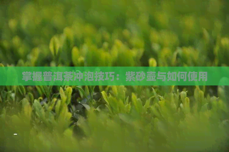 掌握普洱茶冲泡技巧：紫砂壶与如何使用