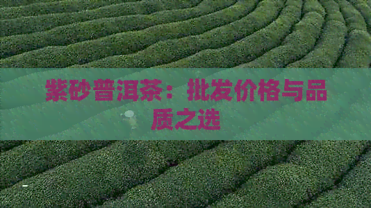 紫砂普洱茶：批发价格与品质之选