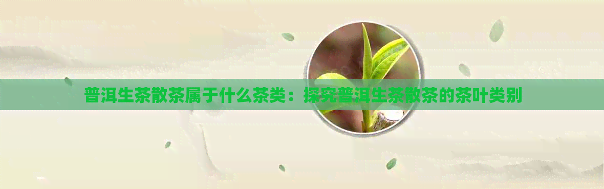 普洱生茶散茶属于什么茶类：探究普洱生茶散茶的茶叶类别