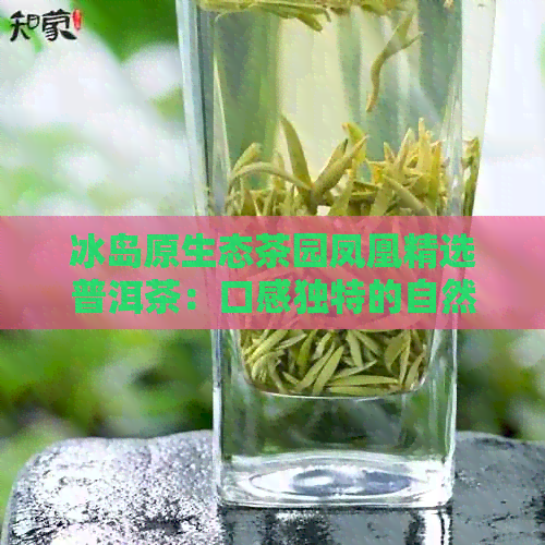 冰岛原生态茶园凤凰精选普洱茶：口感独特的自然之味