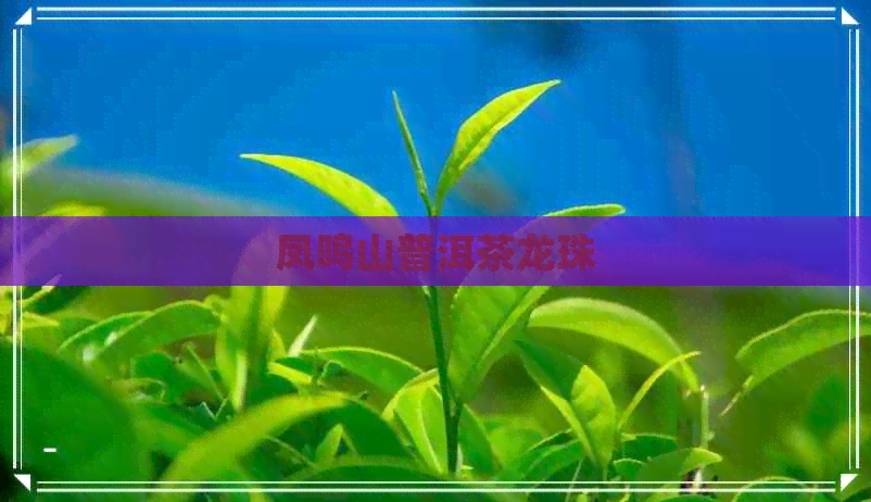 凤鸣山普洱茶龙珠