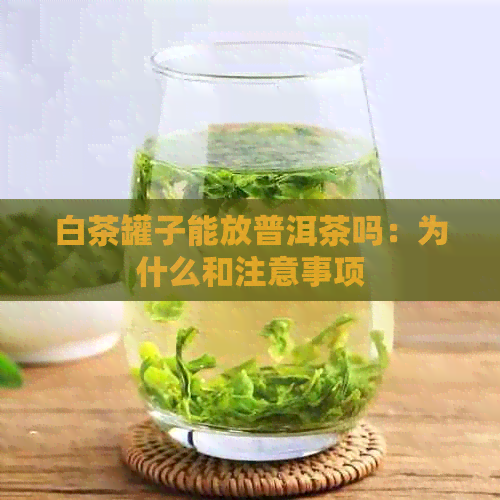 白茶罐子能放普洱茶吗：为什么和注意事项