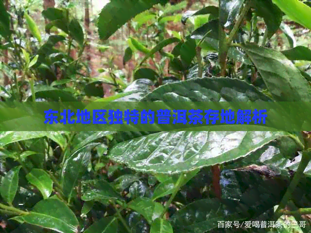 东北地区独特的普洱茶存地解析